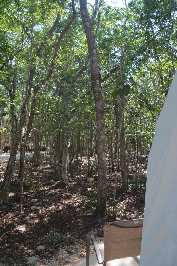Glamping Mayan Glam تولوم المظهر الخارجي الصورة